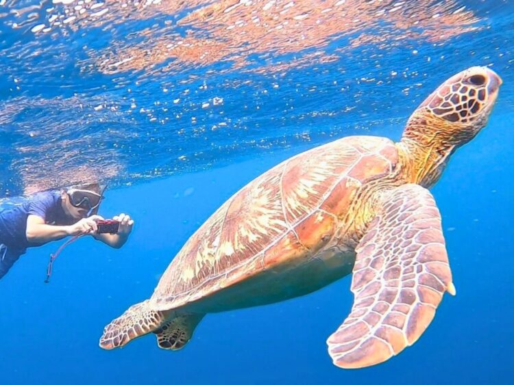 石垣島　シュノーケル　ツアー　青の洞窟　ウミガメ